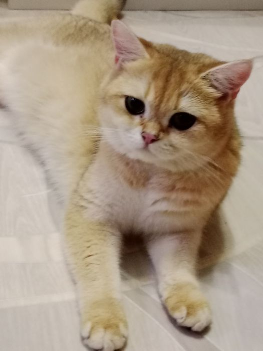 Британская Шиншиловая кошка.