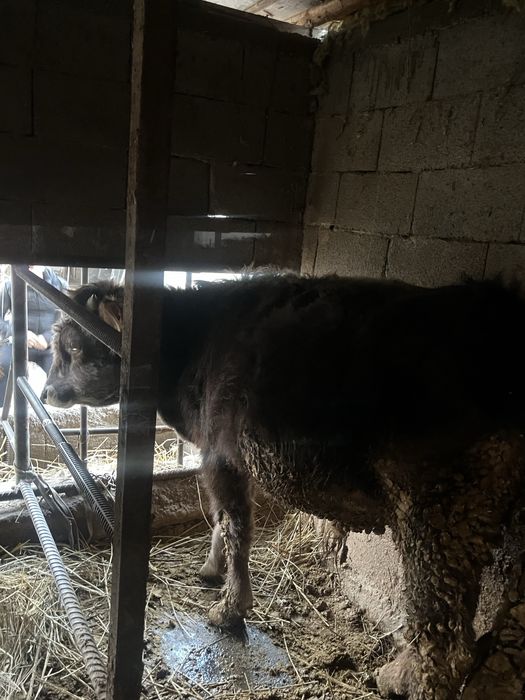 Продам быков торг есть