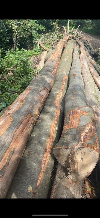 Vând lemne de foc uscate sau verzi !!