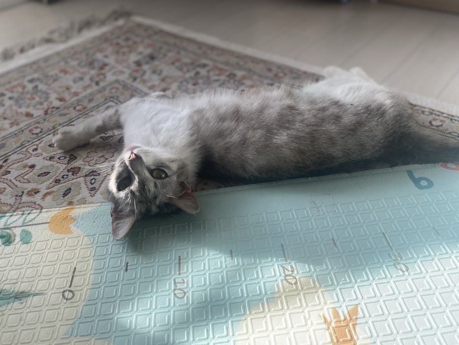 Отдам кошечку в хорошие добрые руки