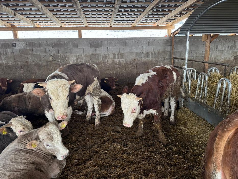 Tauri și vitele de vânzare