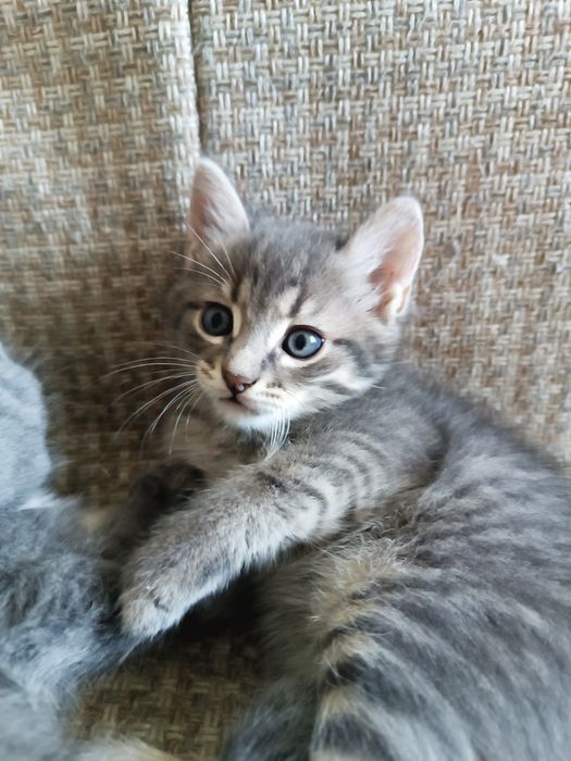 Котята окраса Табби