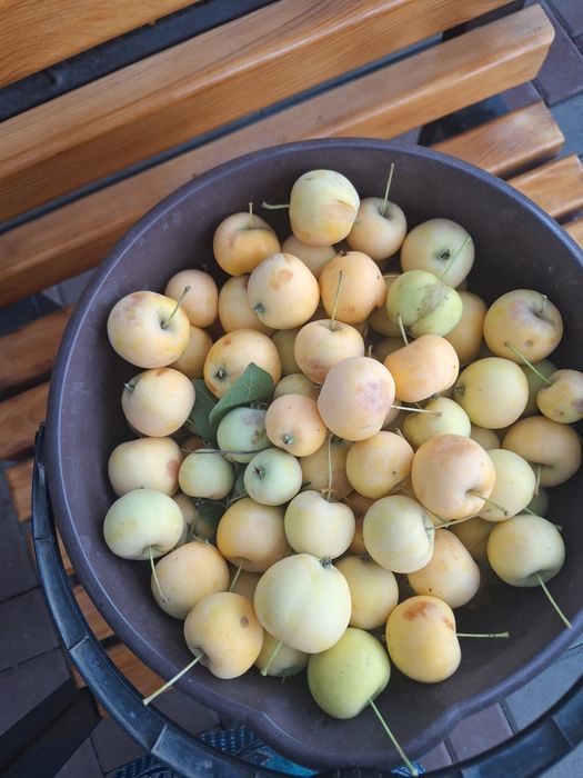 Продам ранетки,сладкие ,на компот ,варенье  .