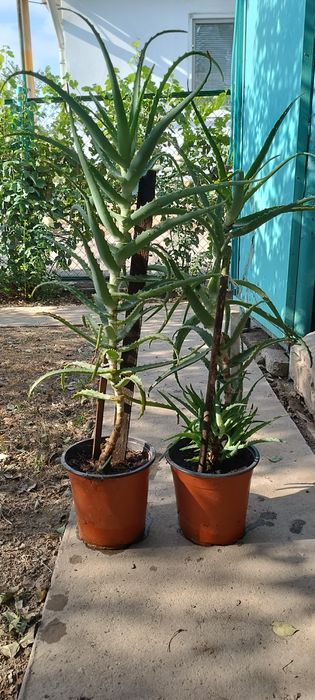 Продаю алоэ лекарственные