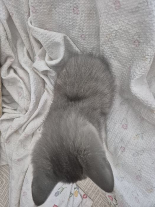 Продам котёнка в хорошие руки