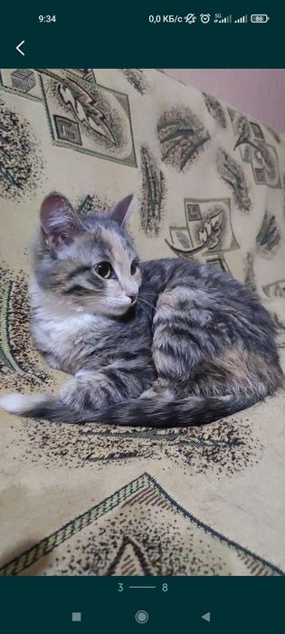 Котенок девочка 4,5 месяца