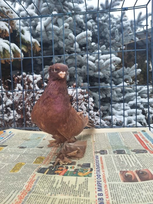 Продам красного голубя