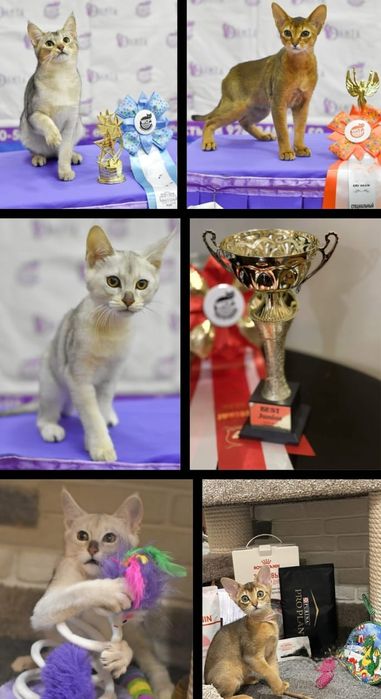 Редкий серебряный окрас