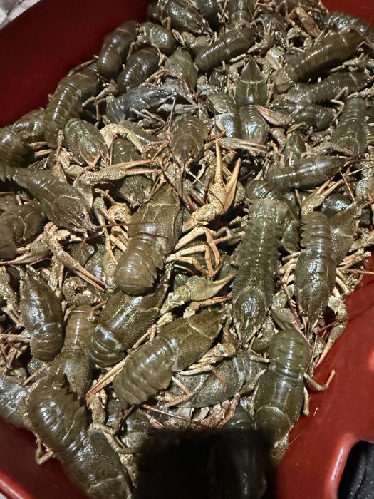 Живые и вареные раки!
