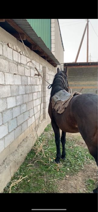 Полукровка айгыр