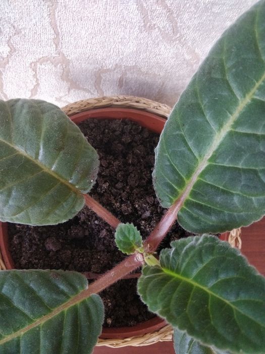 Продам глоксинию