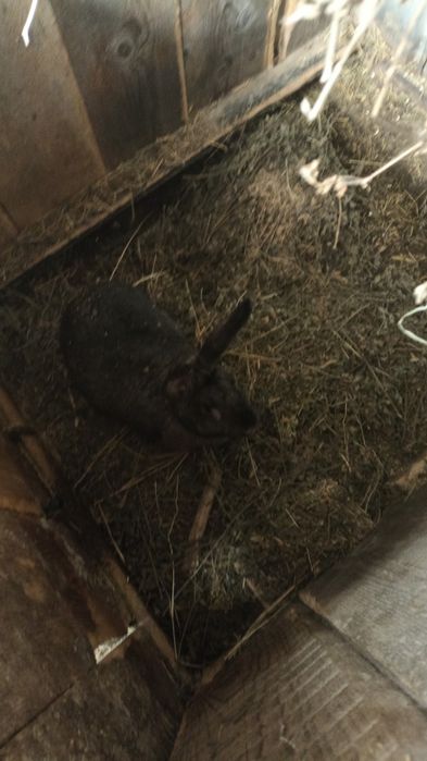 Vând iepuri de 6 luni de zile