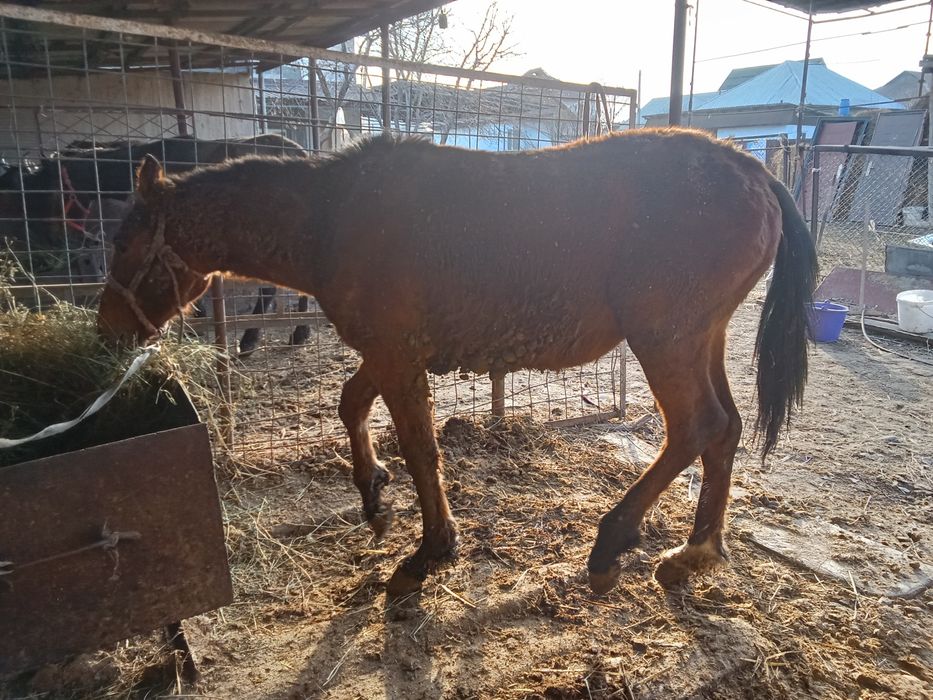 Кунан 2 жасар сатылады