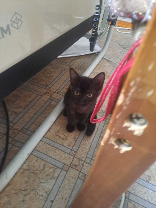 2 Черных котят в добрые руки!