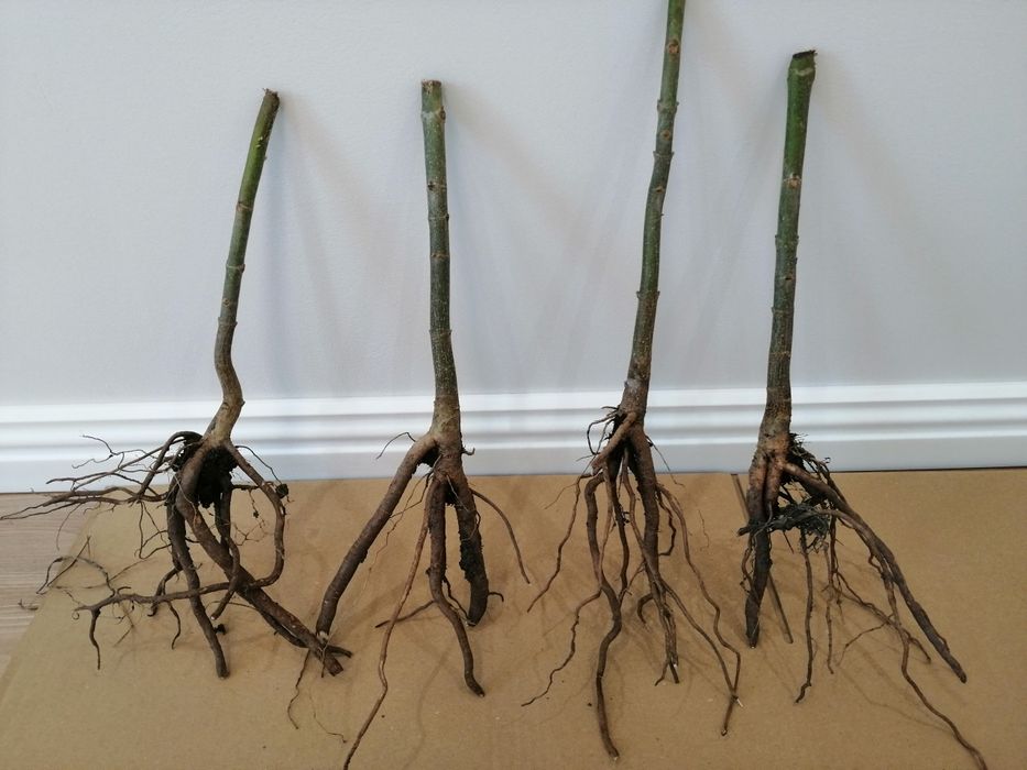 Butasi paulownia shantong