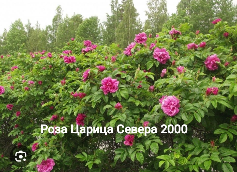 Многолетние цветы