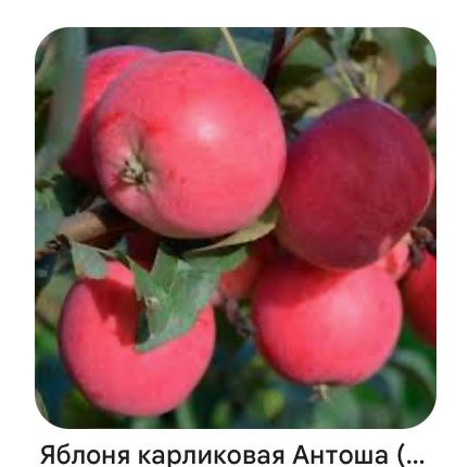 Яблони , груши, слива