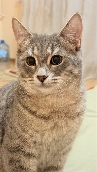 Отдам в добрые руки