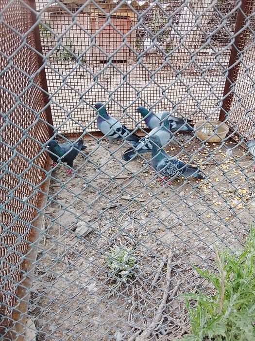 Продается Голуби