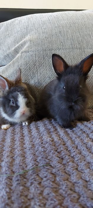 Vând iepuri cap de leu