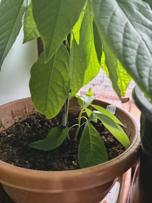 Vând aloe Vera și avocado