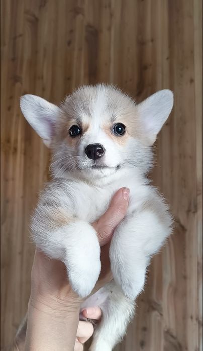 Вельш-корги пемброк