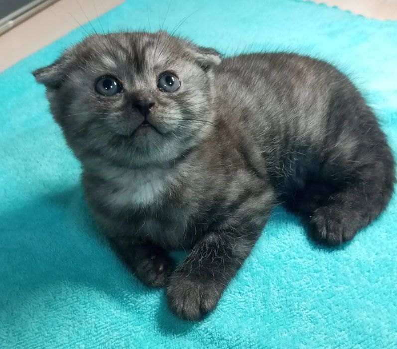 Продам шотландского котёнка