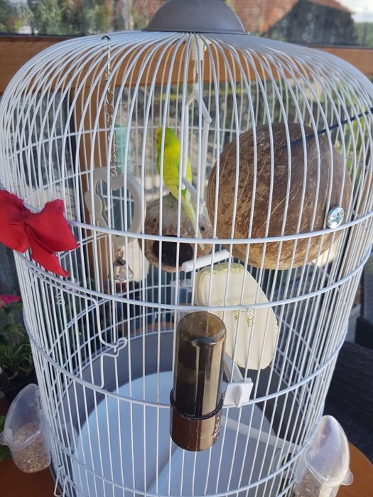 Papagal (peruș) + colivie complet echipată – gata de mutat