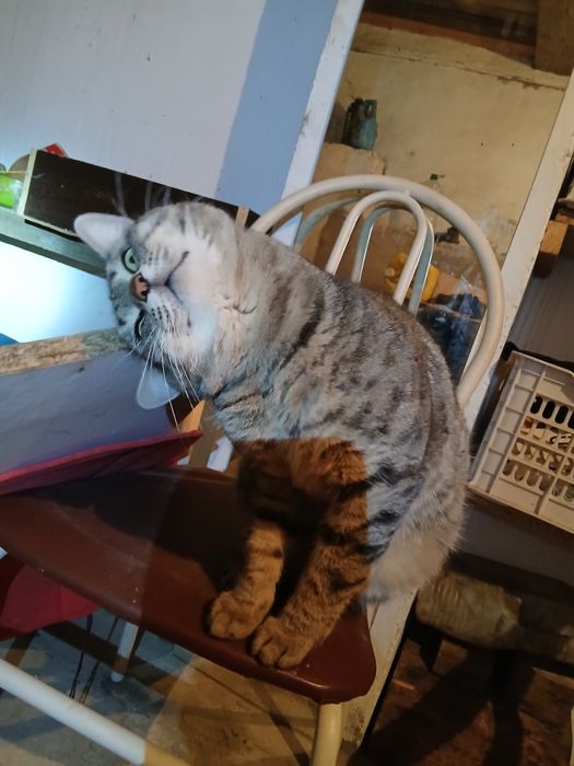 Отдам в хорошие руки