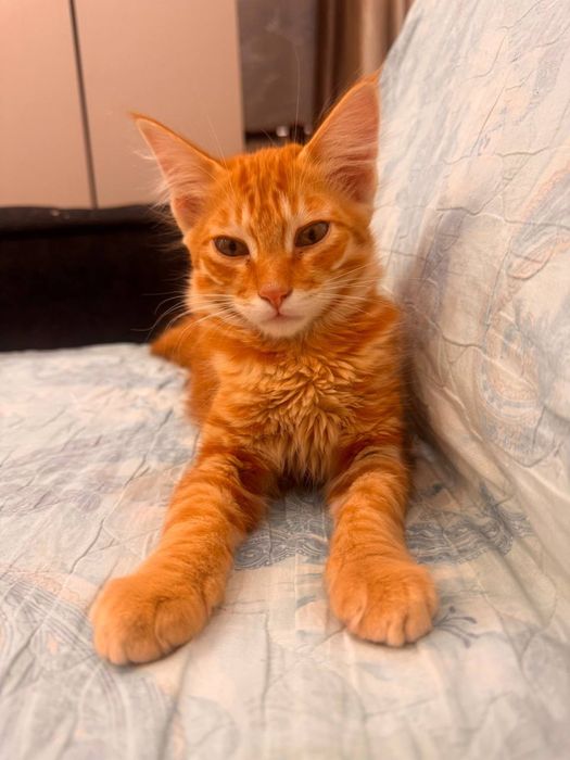 Котенок в добрые руки