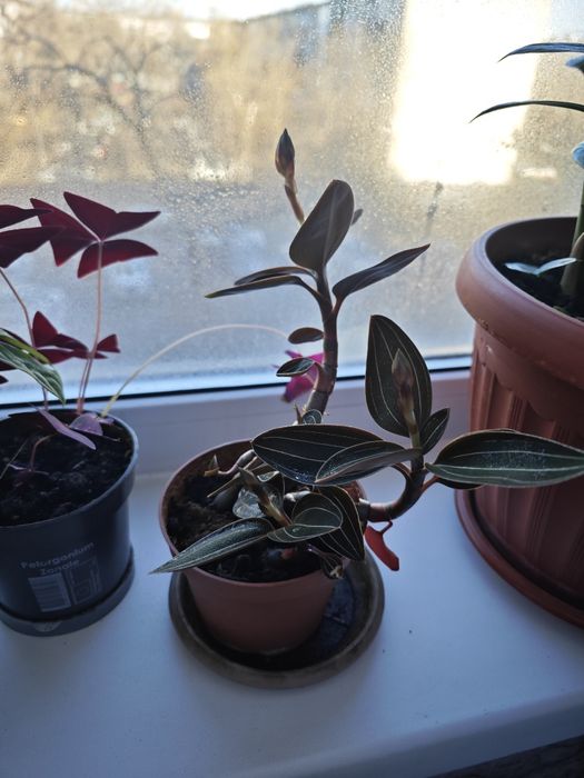 Орхидея Лудизия комнатная