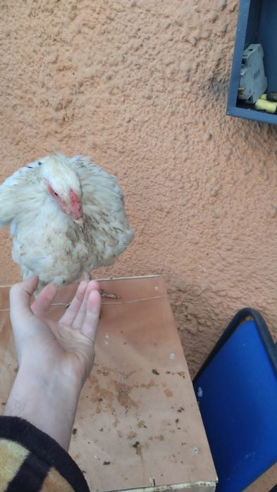 Куры петухи яйца