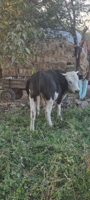 Бык 3 годик продаётся