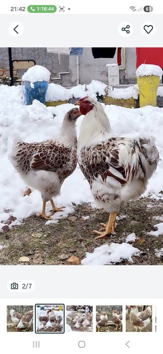 Продам куриц ломонбраун пити месячные уже несутся