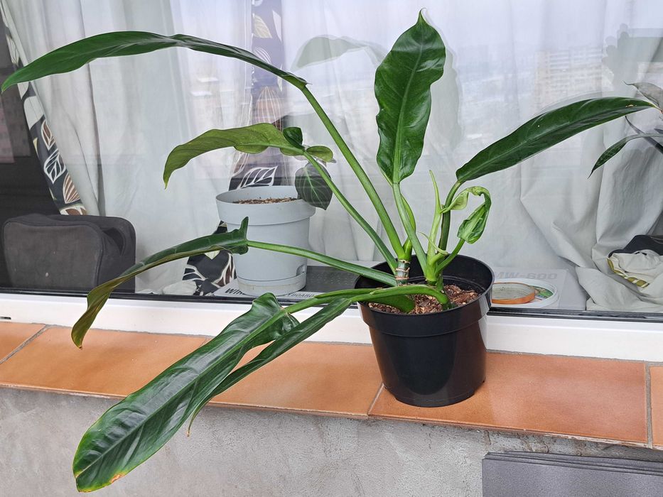 Plante Scindapsus Exotica Philodendron Micans Brasil Tradescantia