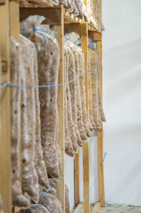 Saci de Ciuperci Pleurotus - Casa de Ciuperci Lunga