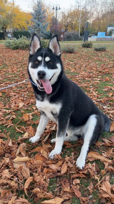 URGENT ! Câine Husky mix spre adopție  prietenoasă și jucăușă