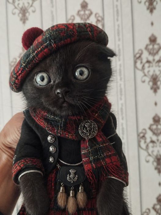 Шотландские вислоухие котята