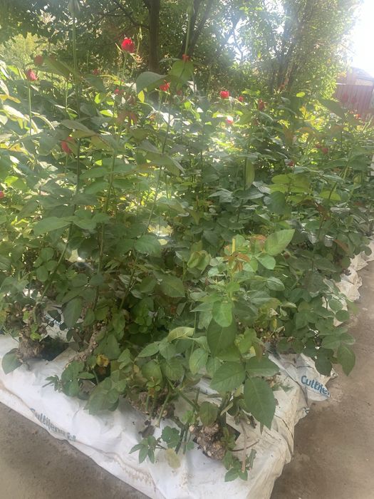 атиргул кучатлар сотилади келишилган нархларда