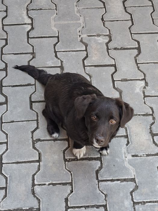 Отдам щенка 5 месяцев