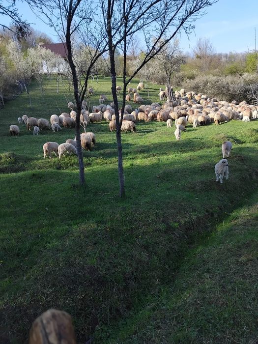 Vând 10 oi cu miei
