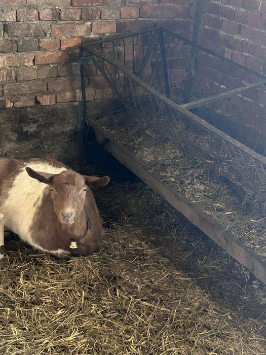 Коза яре и  пръч