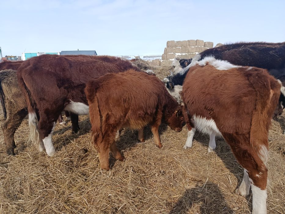 Продам тёлок 9-11 месяцев