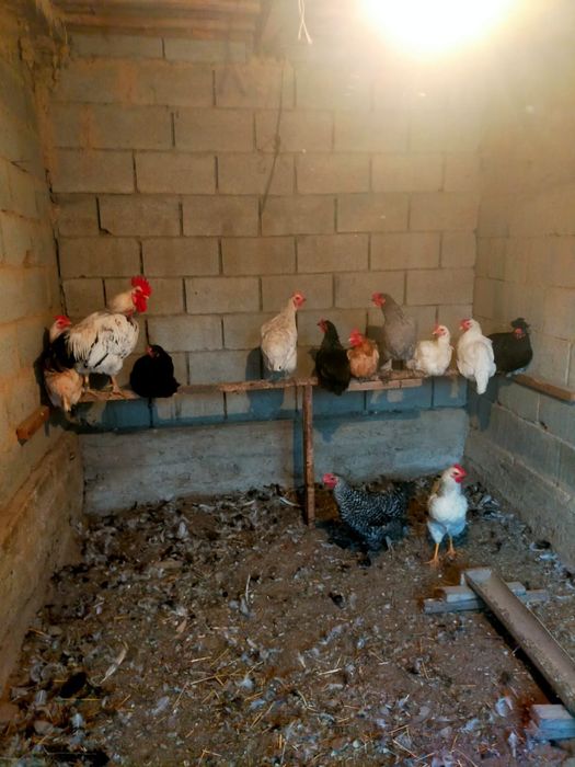 Тауық қораз сатылады