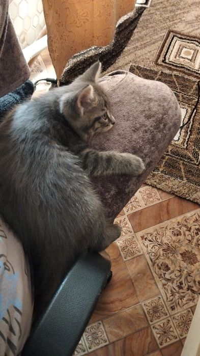 Отдам котика двухмесячного