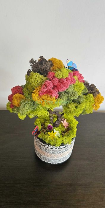 Дърво Бонзай със Скандинавски мъх в керамична и дървена кашпа