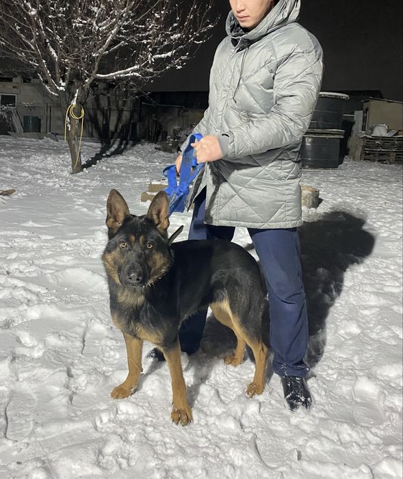 Гарантия. Собака