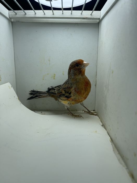 Kanareyka  chijik amadina nar moda