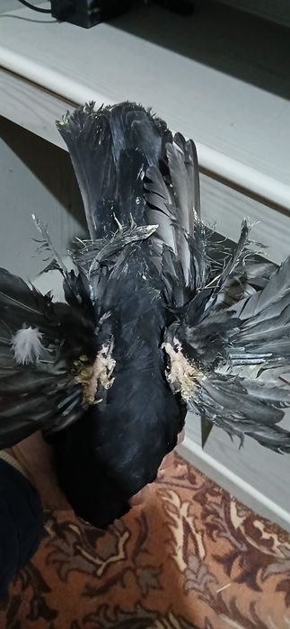 Продается пол не.из.