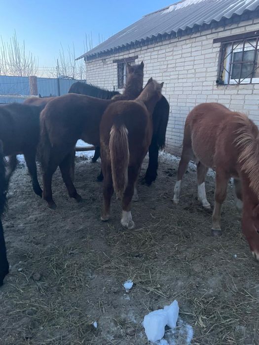 Продам жеребят 9 голов в городе